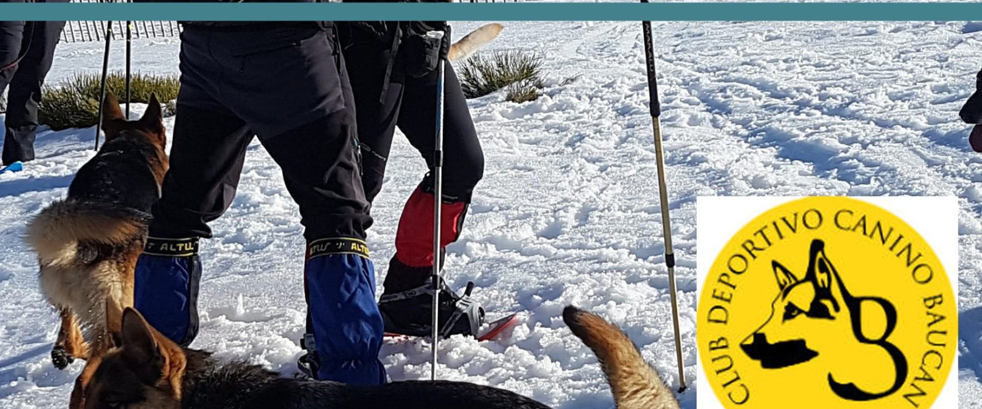 actividad perruna con raquetas de nieve